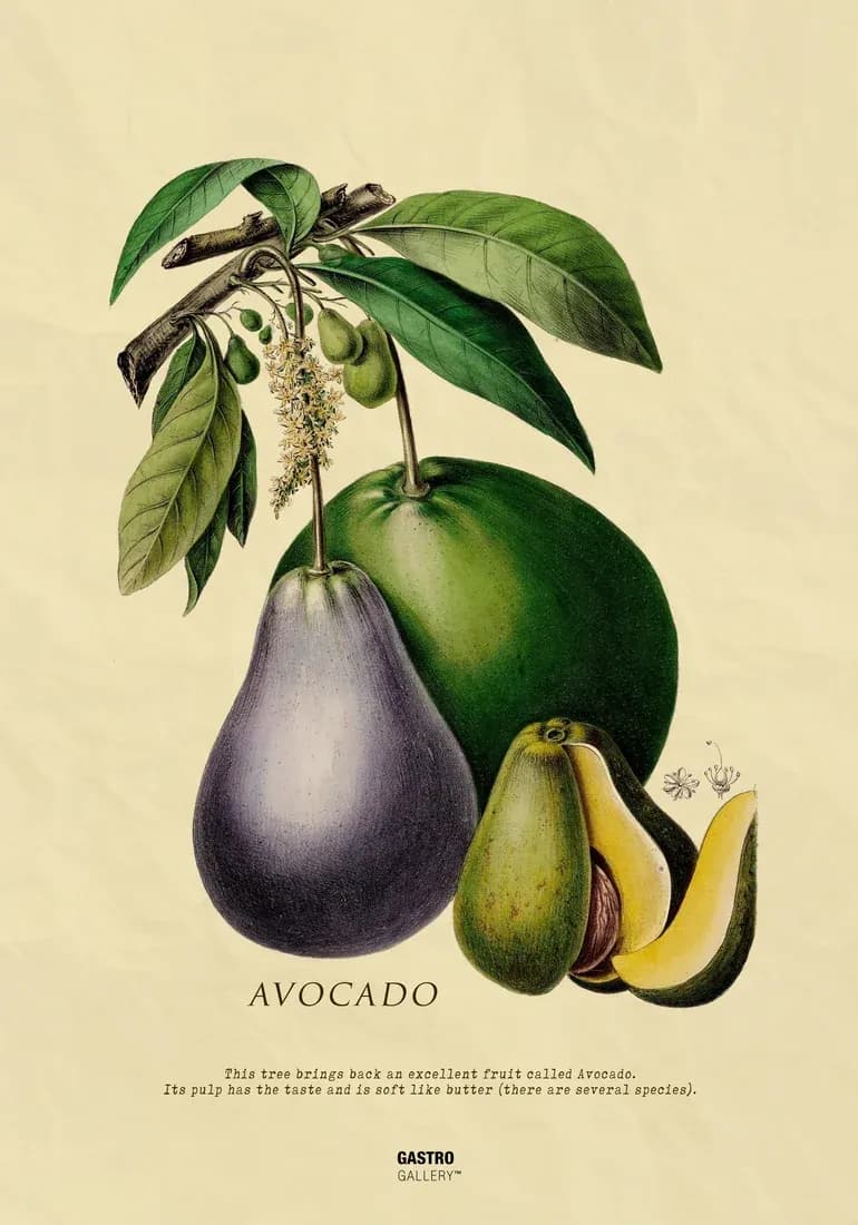 Avocado — view 1