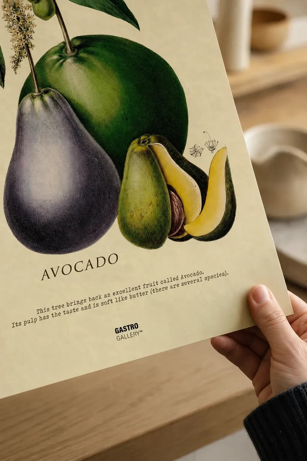 Avocado — view 3