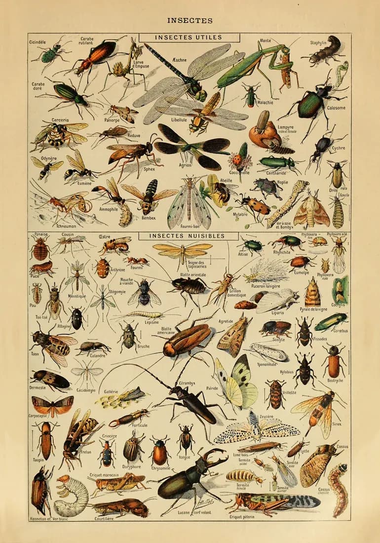 Insects – Adolphe Millot — view 1