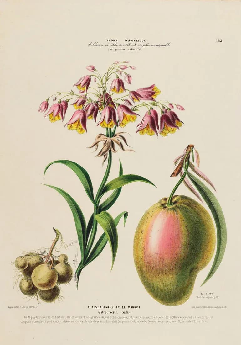 Mango — view 1
