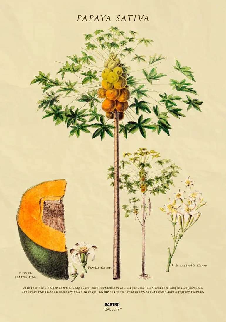 Papaya — view 1