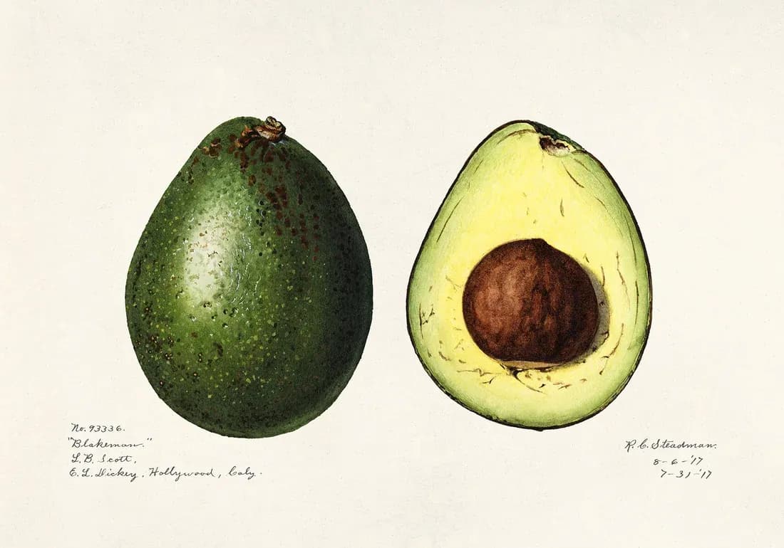 Avocado Persea
