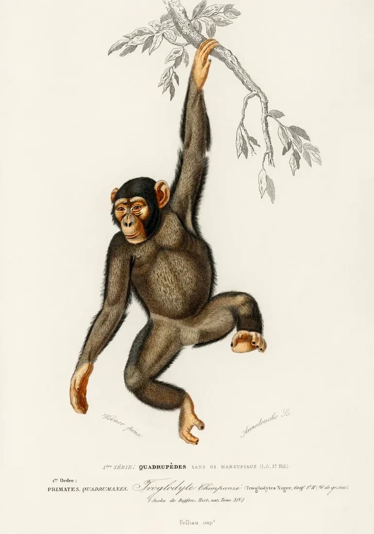 Chimpanse