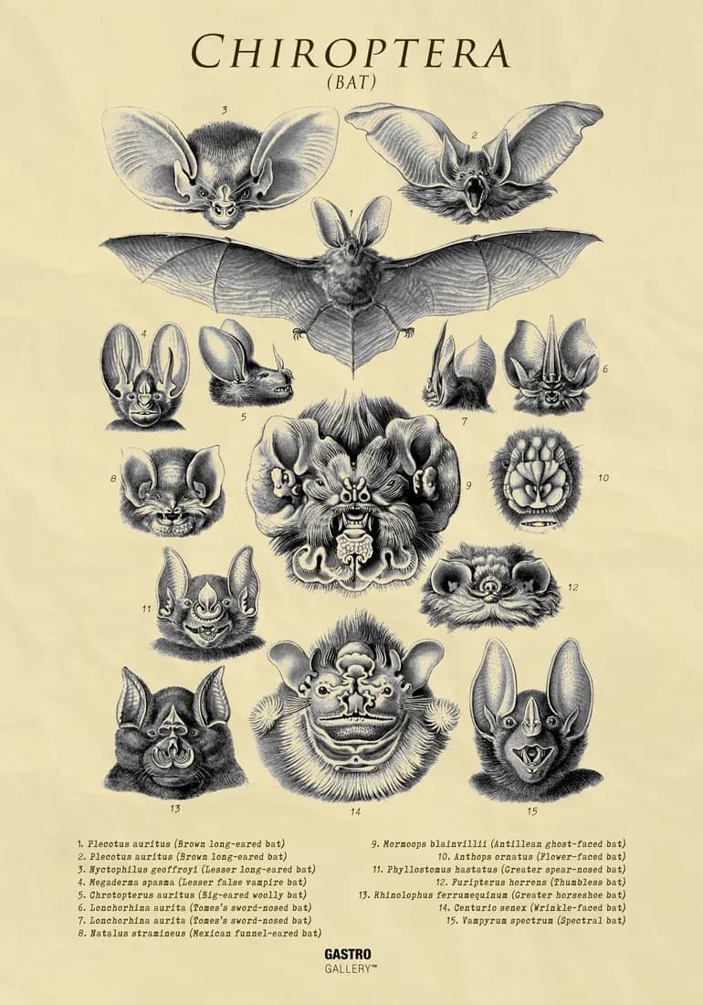 Chiroptera - Bat