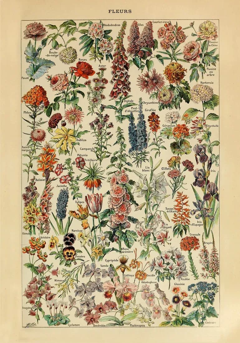 Flours – Adolphe Millot