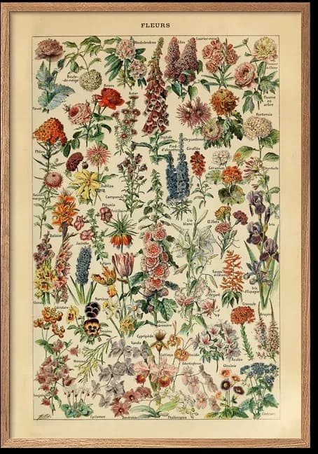 Flours – Adolphe Millot
