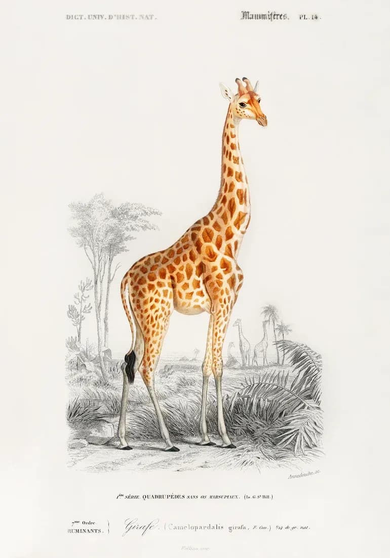 Giraffe