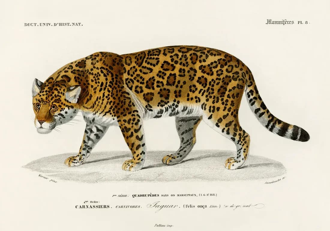 Jaguar