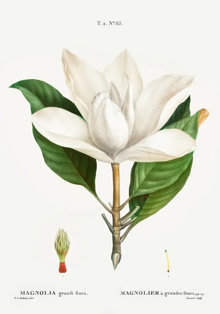 Magnolier